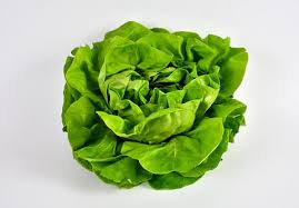 Certified Organic Boston Lettuce