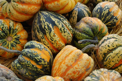 CERTIFIED ORGANIC Pumpkin/Carnival Squash