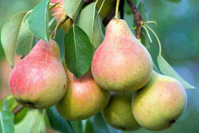 CERTIFIED ORGANIC Bosc/Bartlett Pears