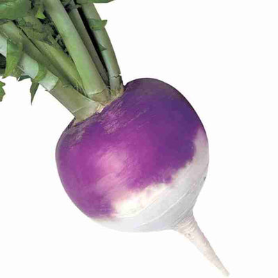 CERTIFIED ORGANIC Turnip