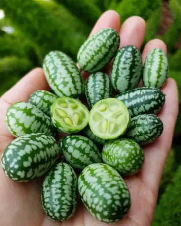 Certified Organic Cucamelon (Mexican Sour Gherkin)