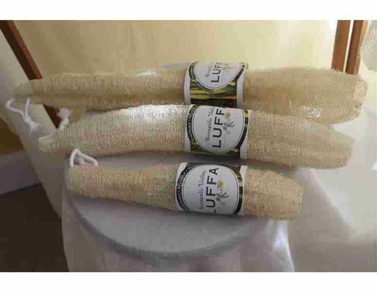 Annapolis Valley Luffa - Whole Small 10"-14" Corded