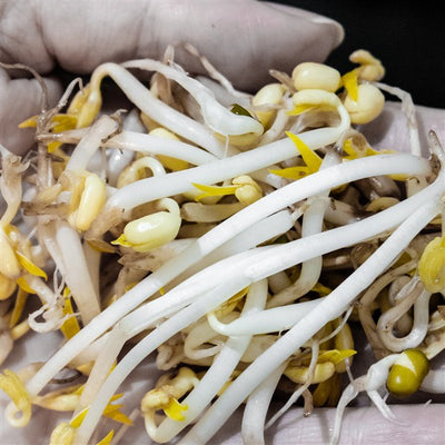 Certified Organic Bean Sprouts, 370 g
