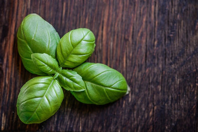 CERTIFIED ORGANIC Fresh Basil