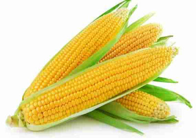 Certified Organic Sweet Corn