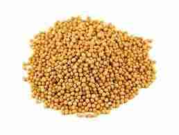 Bulk Organic Yellow Mustard Seed
