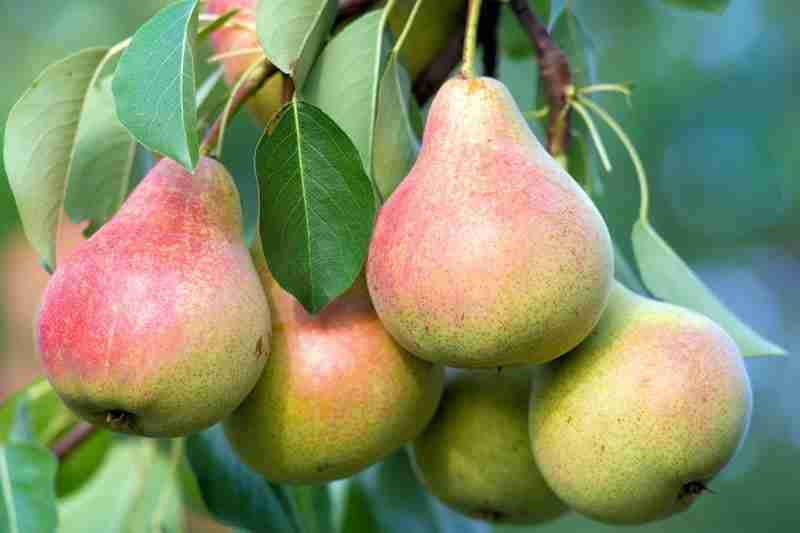 CERTIFIED ORGANIC  Bosc/Bartlett Pears