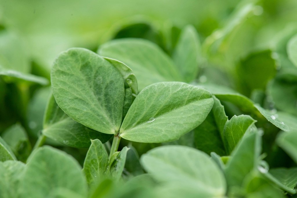 Taproot Farms - Peashoots, 60g