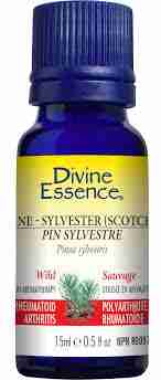 Divine Essence Organic Wild Scotch Pine (Pinus sylvestris) Essential Oil, 15 mL