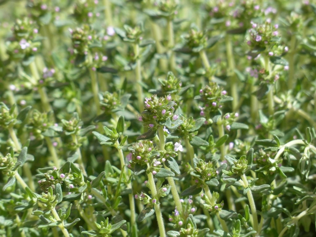 CERTIFIED ORGANIC Fresh Thyme