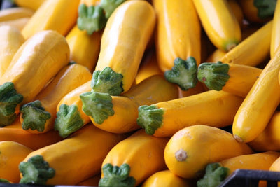 CERTIFIED ORGANIC Yellow Zucchini